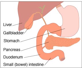 Total pancreatectomy before diagram